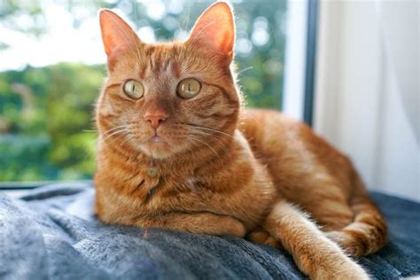 cat breeds with orange eyes.